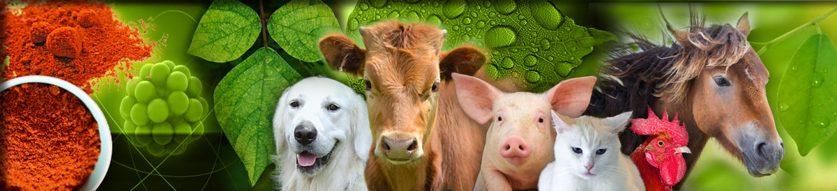 Farm@nutrition - give diseases less chance